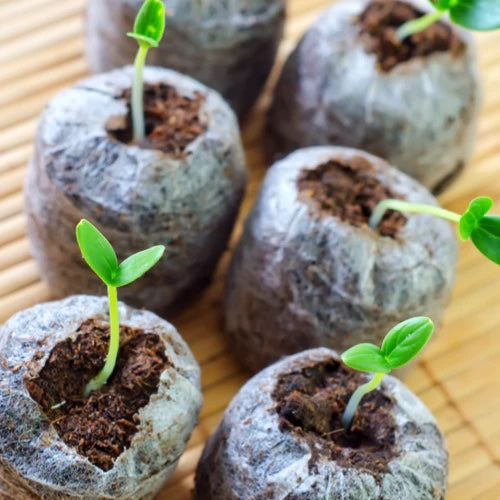 *FREE GIFT* ALL-IN-1 SEED STARTER KIT!