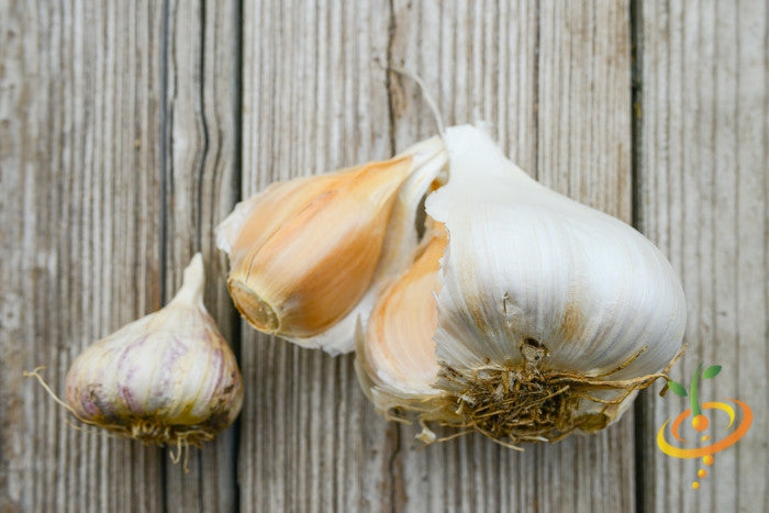 Organic Elephant garlic bulb with soft neck, from SeedsNow-Garlic, showing its large, white, textured cloves.
