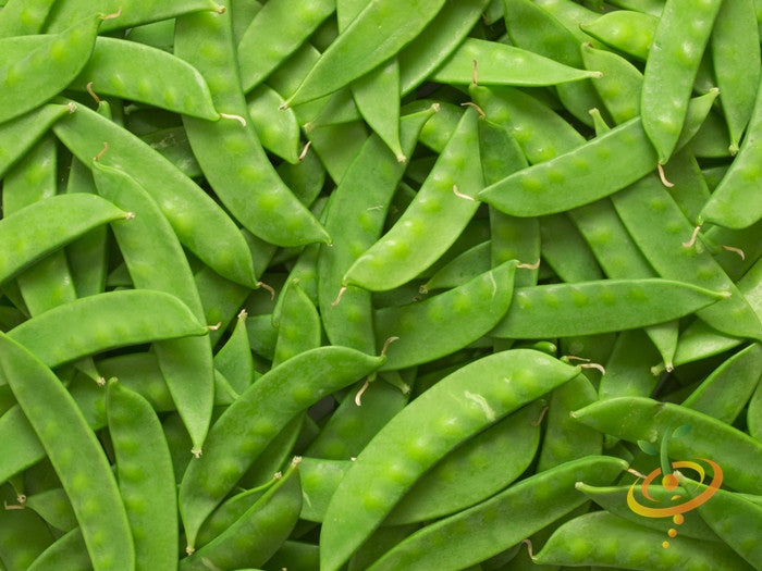 Close-up of fresh Oregon Sugar Pod peas with vibrant green pods