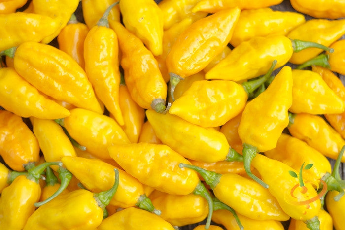 Pepper (Hot) - Devil's Tongue, Yellow π₯π₯π₯π₯π₯ - SeedsNow.com