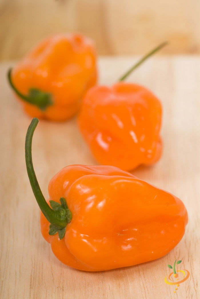 Three bright orange habanero hot peppers on a wooden surface