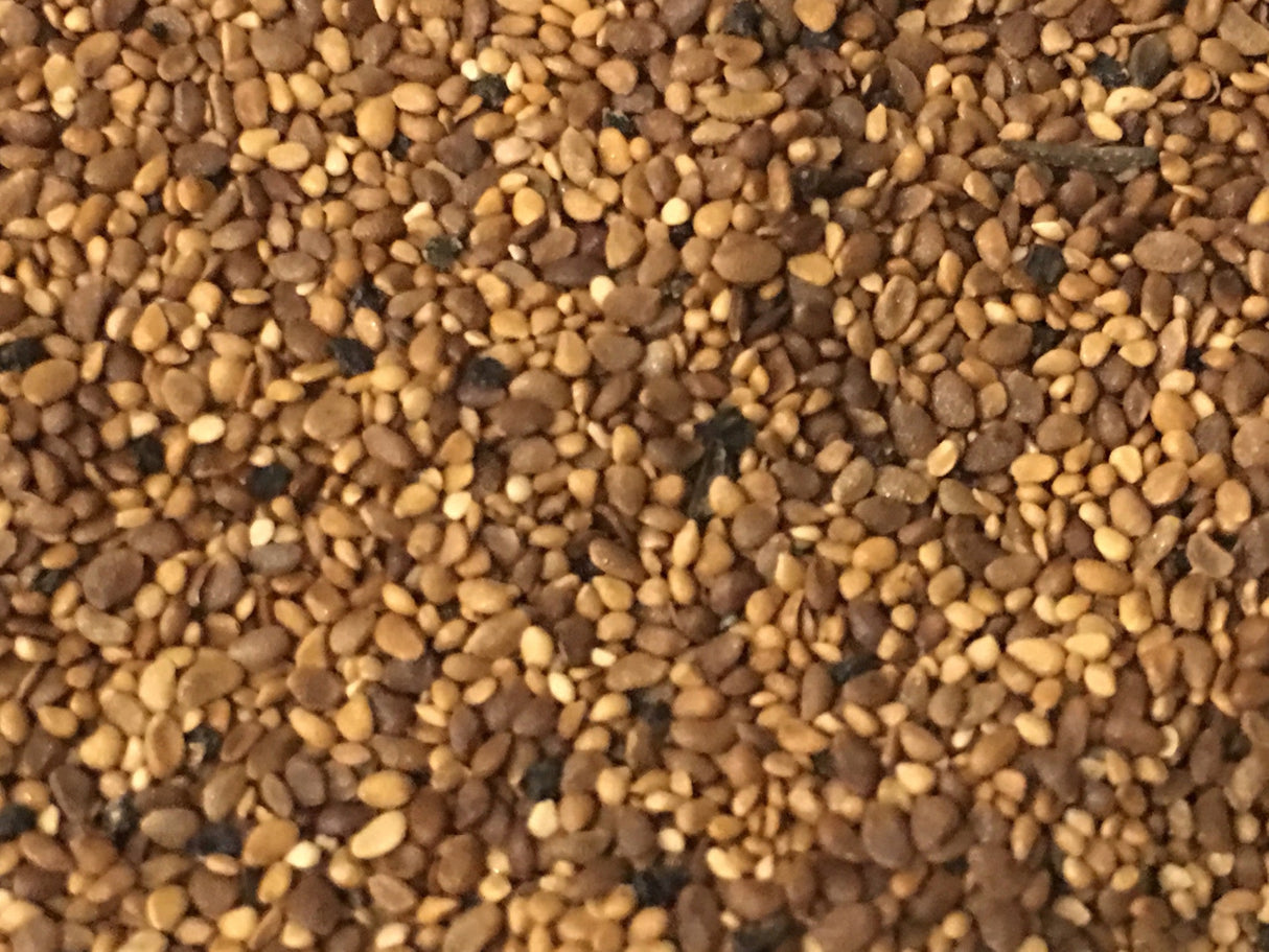 Blueberry Highbush seed packet from SeedsNow, showing vibrant blueberry seed illustrations on the front.