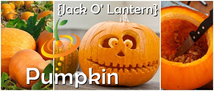 Pumpkin Jack O' Lantern seeds with fresh pumpkins, carved jack-o'-lantern, and pumpkin seeds inside a cut pumpkin