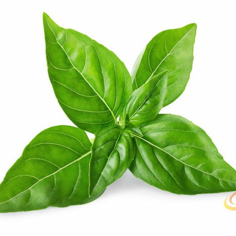 Basil, Lime - SeedsNow.com