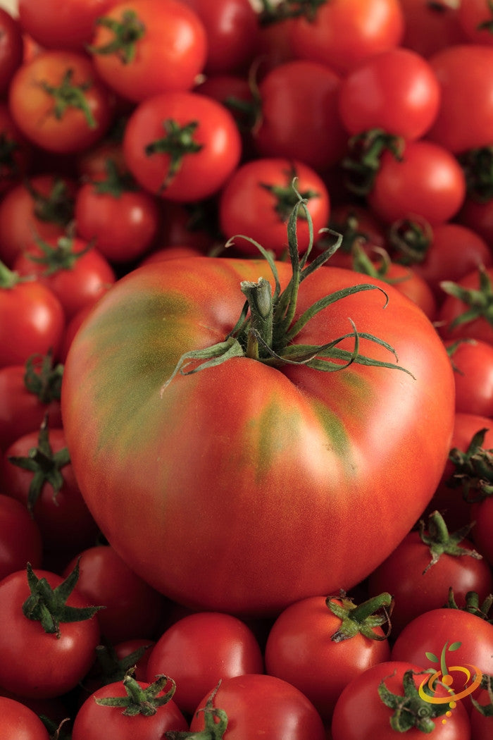 Mortgage Lifter Tomato Seeds (100% Heirloom/Non-Hybrid/Non-GMO)
