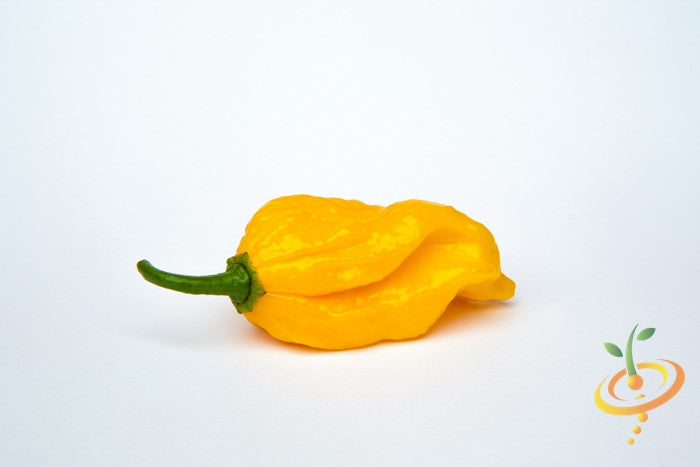 Pepper (Hot) - Devil's Tongue, Yellow π₯π₯π₯π₯π₯ - SeedsNow.com