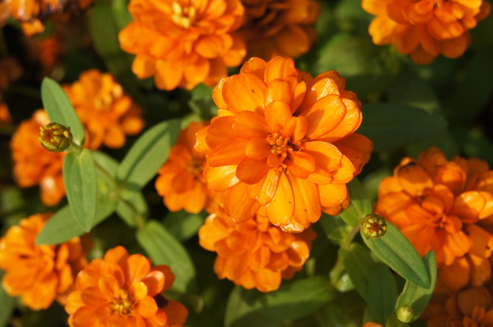 Orange King Zinnia flower seeds from SeedsNow, close-up of vibrant orange Zinnia blooms with green foliage.