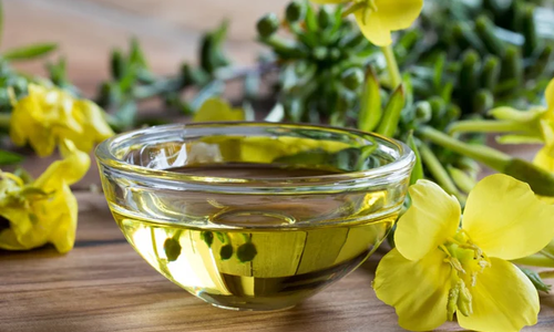 varieties of high-quality medicinal herb seeds for planting in organic garden