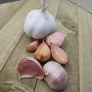 Garlic - (Soft Neck) Early Purple Italian (Organic)