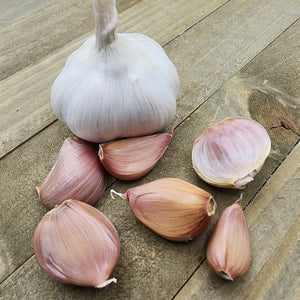 Garlic - (Soft Neck) Early Purple Italian (Organic)