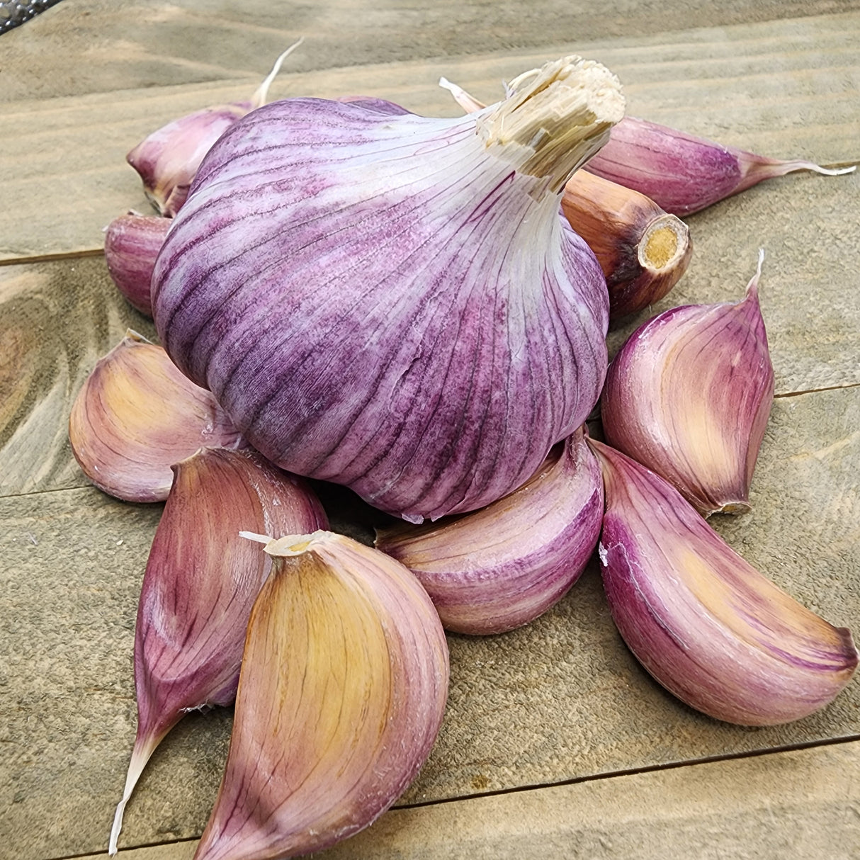 Garlic - (Hard Neck) Chesnok Red