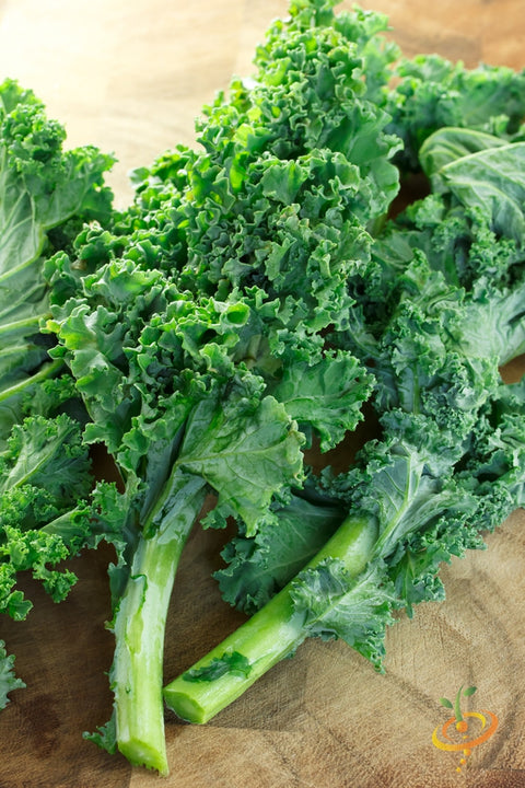 *FREE* All-in-1 Kale Seed Starter Kit (Blue Curled Scotch)