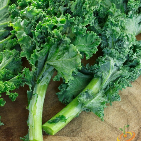 *FREE* All-in-1 Kale Seed Starter Kit (Blue Curled Scotch)
