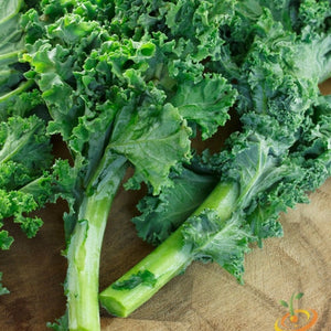 *FREE* All-in-1 Kale Seed Starter Kit (Blue Curled Scotch)