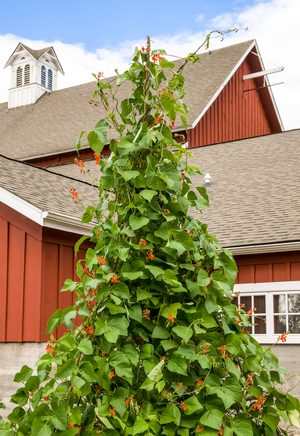 Vine teepee garden structure supporting climbing plants and vegetables