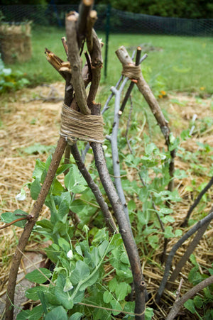 Vine teepee garden structure with climbing plants and seed variety pack display