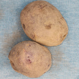 Potato (Early-Season) - Viking, Purple (Organic rounds) *pre-order*
