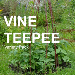 Vine teepee garden with climbing seed varieties and vertical gardening structure