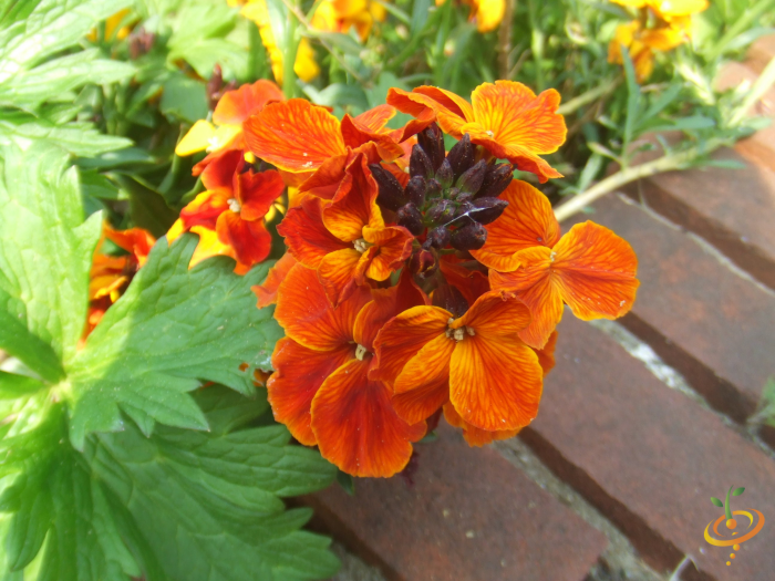 Wildflowers - Moist Area Scatter Garden Seed Mix - SeedsNow.com