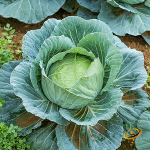 Cabbage - Drumhead.