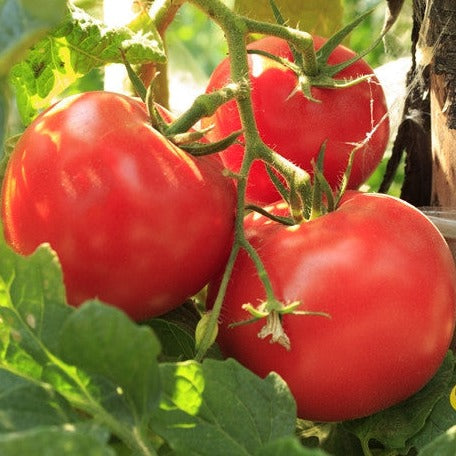 Tomato - Floradade (Determinate) - SeedsNow.com