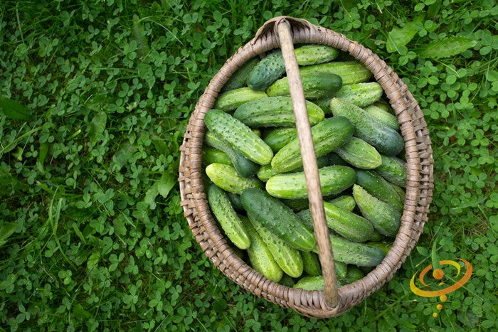 Cucumber - Boston Pickling.