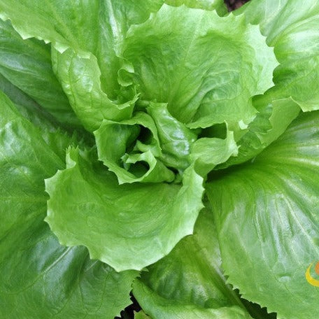 Endive - Broadleaf, Classic - SeedsNow.com