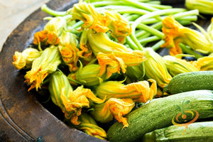 Squash (Summer) - Black Beauty Zucchini.