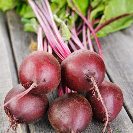 Beet - Early Wonder - SeedsNow.com