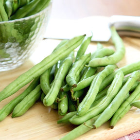 Contender Bush Bean (Phaseolus vulgaris) for sale online. Best Open-pollinated seeds in the USA | 100% NON-GMO. Shop 700+ varieties to plant in your organic garden!