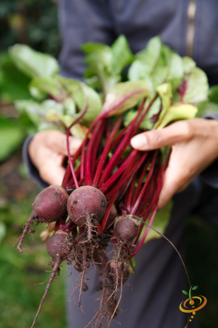 Beet - Detroit (Dark Red).