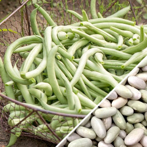 Shop Jade Bush Beans seeds online in the USA! Easy-to-grow, sweet stringless green beans. Heat tolerant, easy to grow. Buy seeds to plant in your organic garden!