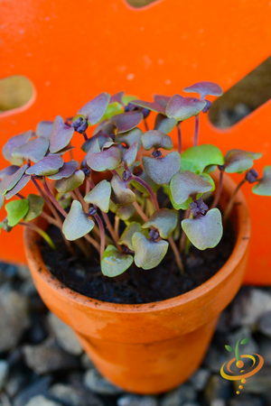 Sprouts/Microgreens - Basil, Purple - SeedsNow.com