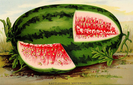Fresh Georgia Rattlesnake watermelon from SeedsNow, showcasing ripe, striped green exterior and juicy red interior.