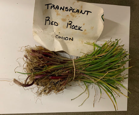 Onion (Transplants) - Rock, Red (Intermediate Day) - SeedsNow.com