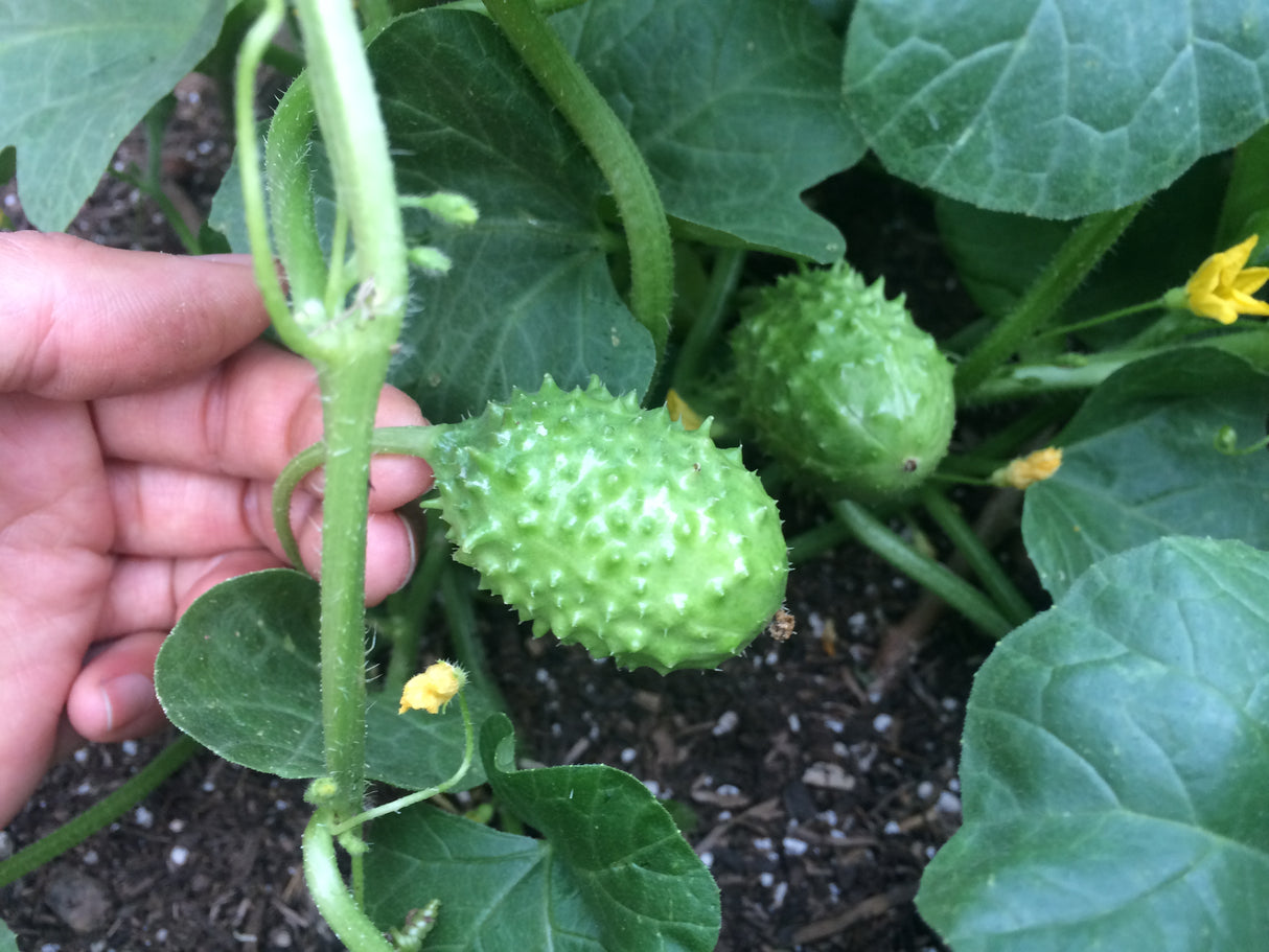 Cucumber - Cucamelon, West Indian Burr Gherkin - SeedsNow.com