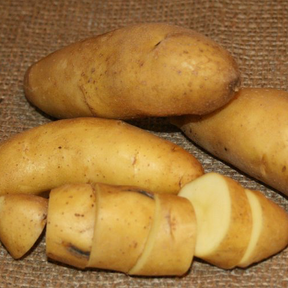 Organic Austrian Crescent fingerling potato seed from SeedsNow-Potatoes, showing elongated, curved, organic heirloom potato tubers.