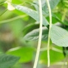Runner bean plant with green beans on a trellis, grown from SeedsNow Prizewinner pole/runner bean seeds.