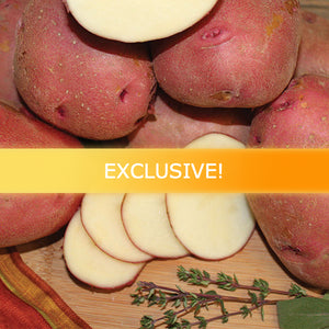 Organic Chieftain Potato seed from SeedsNow-Potatoes, showing a healthy mid-season heirloom potato with smooth skin.