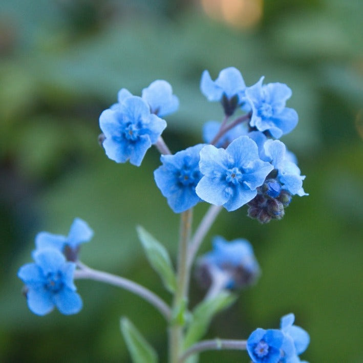 Flowers - Forget-Me-Not - SeedsNow.com