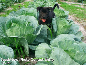 Cabbage - Drumhead.