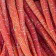 Shop for Atomic Red Carrot seeds to buy online in the USA. Bright red, tender flesh. Open-pollinated OP, USA-quality, Heirloom, NON-GMO organic garden seeds & more!
