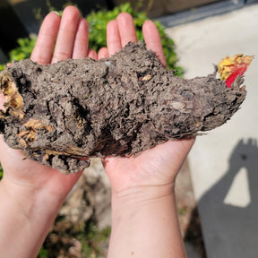 Crimson Cherry Rhubarb root from SeedsNow-Rhubarb, fresh and healthy rhubarb root with vibrant crimson stalks and leafy tops.