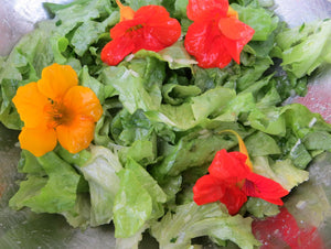 Nasturtium - Tall Trailing Mix - SeedsNow.com