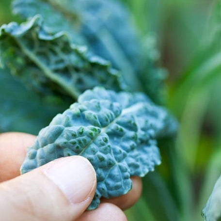 Kale - Lacinato "Dinosaur" Tuscan - SeedsNow.com