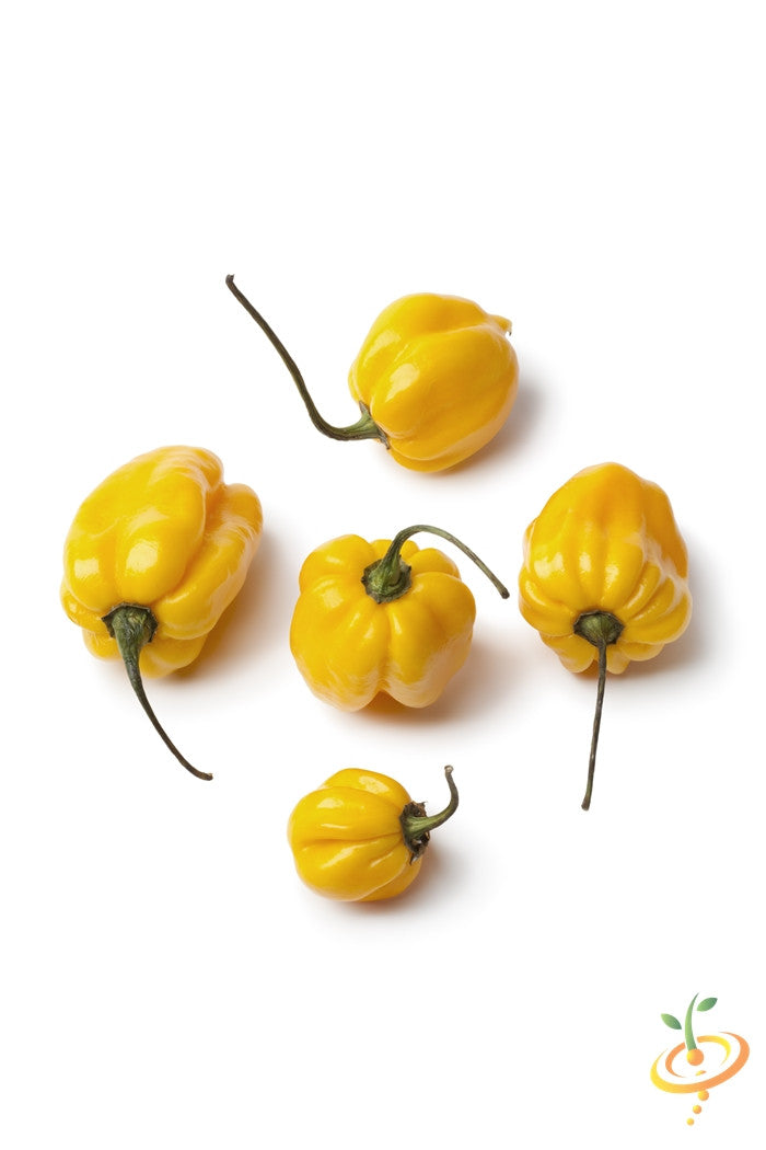 Pepper - Scotch Bonnet, Yellow.