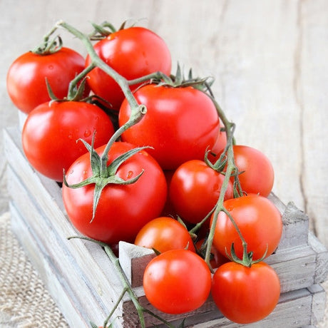 Tomato - Money Maker (Indeterminate) - SeedsNow.com