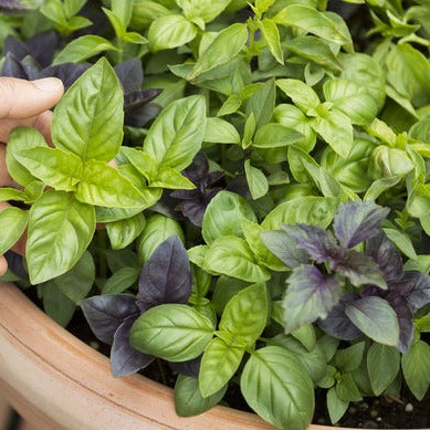 Basil, Herb Mix - SeedsNow.com