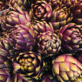 Violet Star Artichoke Seeds | Dramatic Purple Flower Buds & Perennial Growth