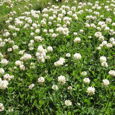 Cover Crop - Clover (White Dutch) - SeedsNow.com